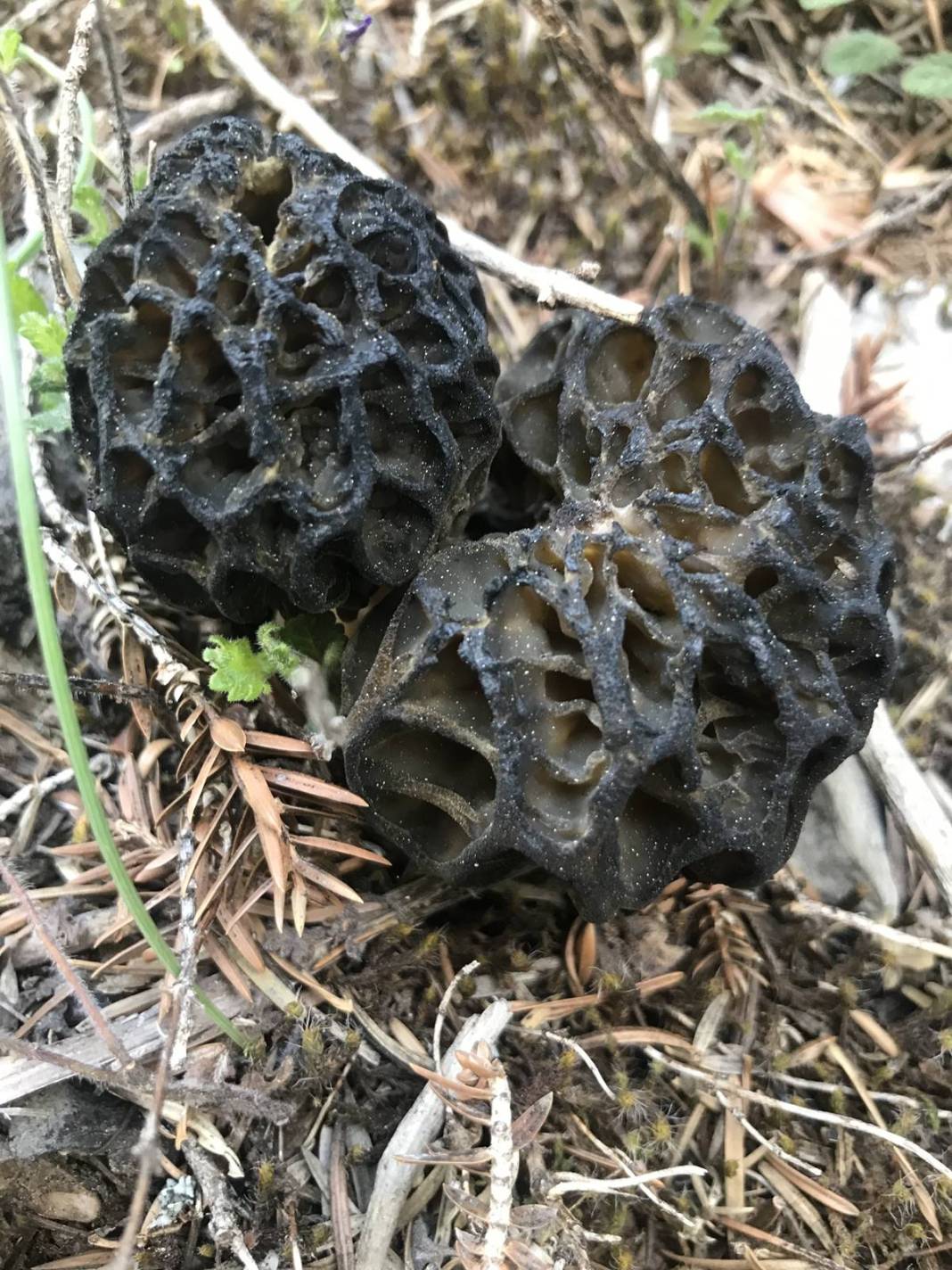 Ormanda toplayıp ton ton para kazanıyor! Sıfır sermayeyle... Kilosu 2 bin 500 TL 12